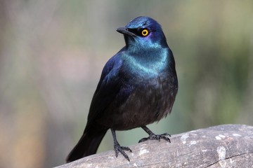 Glossy Starling Bird