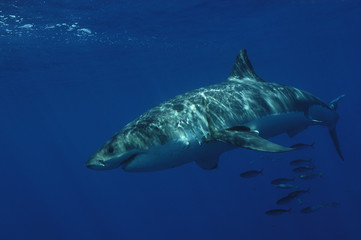 Naklejka premium Great white shark