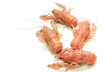 Boiled crayfish on white background