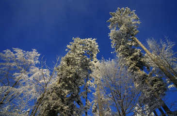 winter im wald