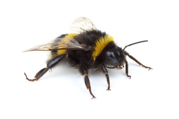 Crawling bumblebee - obrazy, fototapety, plakaty