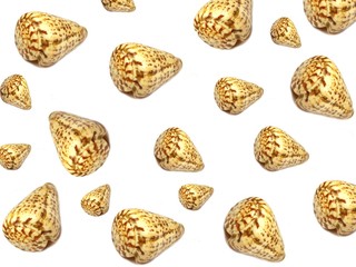 Sea shells background