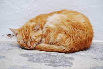 Fototapeta premium gatto