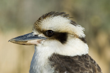 Kookaburra perched on fence enjoying the sun