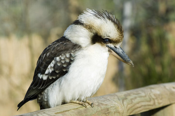 Kookaburra perched on fence enjoying the sun