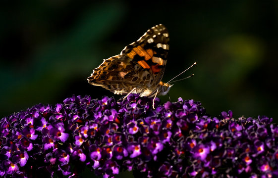 Painted lady on butterfly bush in summer