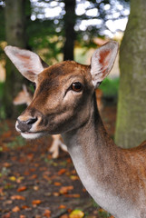 damwild