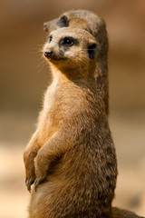 Erdmännchen