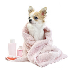 sweet chihuahua with spa accessories - obrazy, fototapety, plakaty