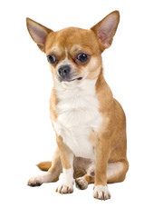 red chihuahua sitting isolated