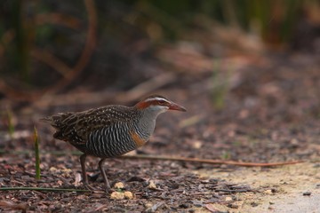 Buff-banded Rail - Native Australian Bird