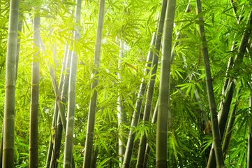 Crédence de cuisine en verre imprimé Bambou forêt de bambous avec rayon de lumière