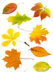 Collage from different autumn leaves
