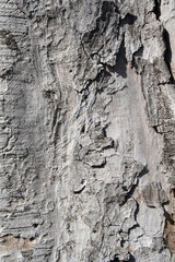 Texture of old tree wood trunk