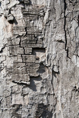 Texture of old tree wood trunk