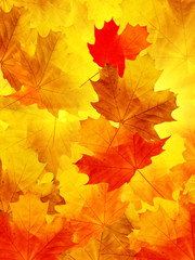 Obraz premium Leaves tree maple