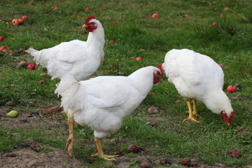 glückliche Hühner 2