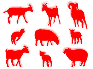 Pecore e agnelli in silhouette