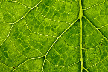 Fototapeta na wymiar closeup plant texture background