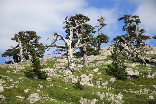 Parco Nazionale Pollino