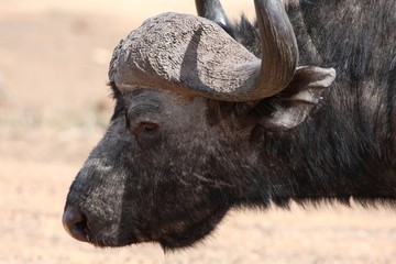 Buffalo Portrait