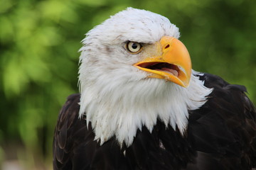 Weisskopfseeadler 16