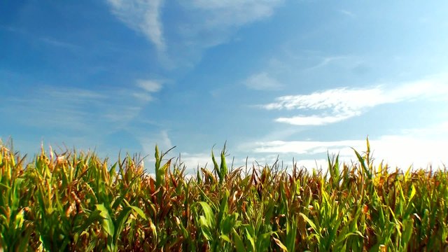 Green field of young corn and cloudy blue sky