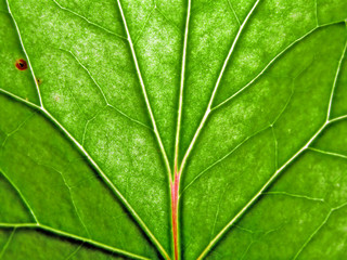 sheet of the plantain