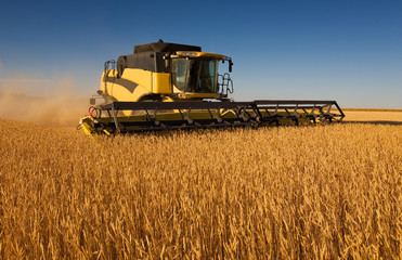 Obraz premium Yellow combine harvester