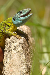 Lagarto azulón