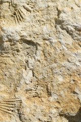 Limestone fossils