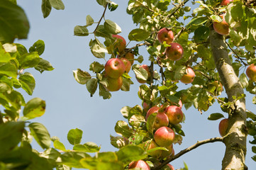 Äpfel am Baum