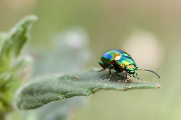 metallic beetle on mint