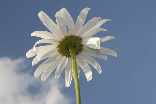 Leucanthemum superbum 'Silberprinzesschen', Asteraceae