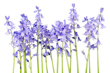 blue flower hyacinth isolated