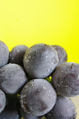 い、い、いろんなブドウがあるんだな・・・