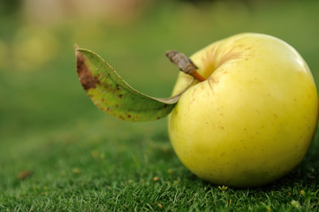 Yellow apple on green grass