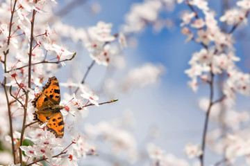 butterfly on spring flowers