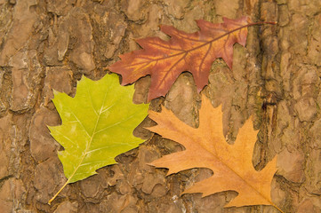 farbige Eichenblätter