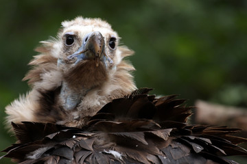 vautour moine,aegypius monachus