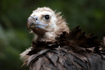 vautour moine,aegypius monachus