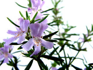Bush Rosemary