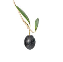 olive branch with fruits isolated on white background