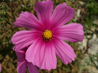 Schöne pinkfarbene Blüte