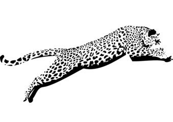 Leopard09