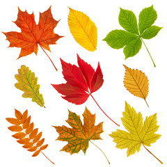 Collection of autumn leaves.
