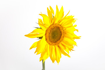 Sonnenblume