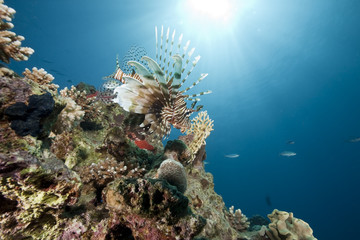 Fototapeta na wymiar ocean and lionfish