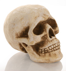 skull skeleton with reflection isolated on white background