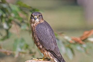 Merlin (falco columbarius)